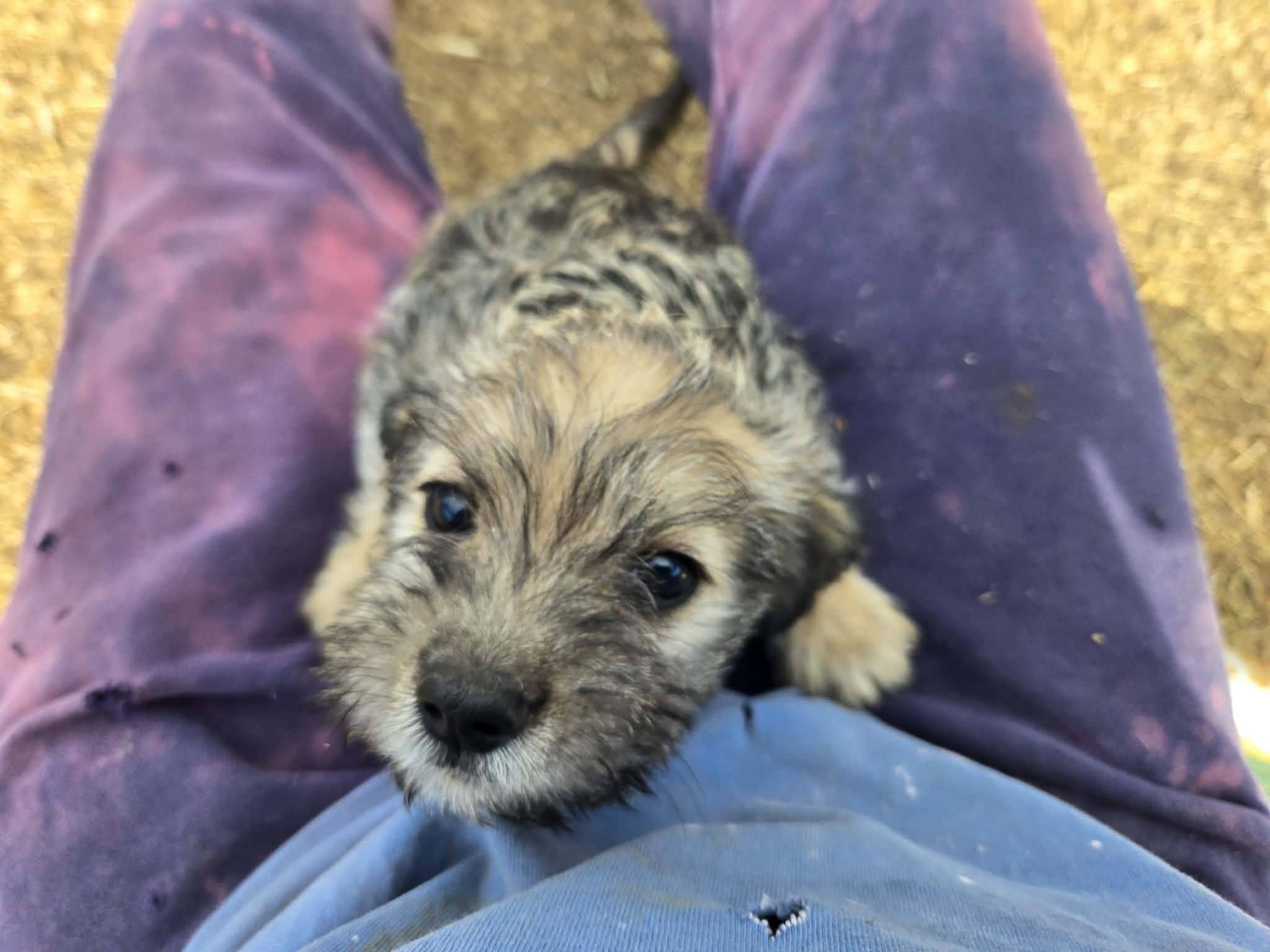 Homeward - Phoenix https://toolkit.rescuegroups.org/javascript/v2.0 ...
