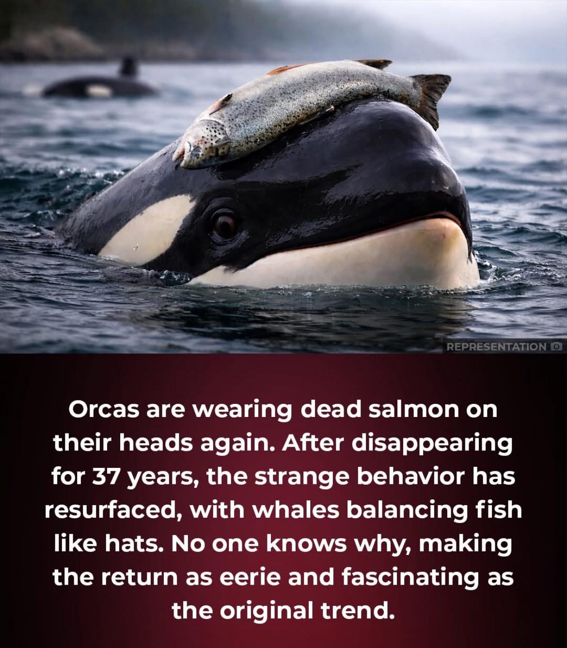 Go - First seen in Puget Sound in the 1980s, the salmon hat behavior ...