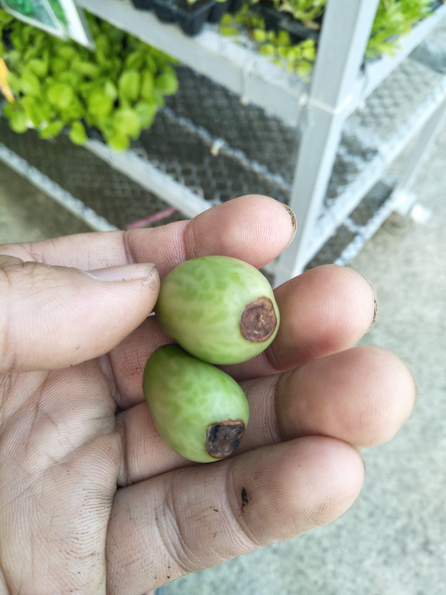 佳冬興農-農業資材種苗專家 - 典型的缺鈣症狀，常發生在偏酸性的土壤，以及水分太少的土壤。番茄果粒下面會產生黑褐色的壞疽，患部摸起來粗糙，果型 ...