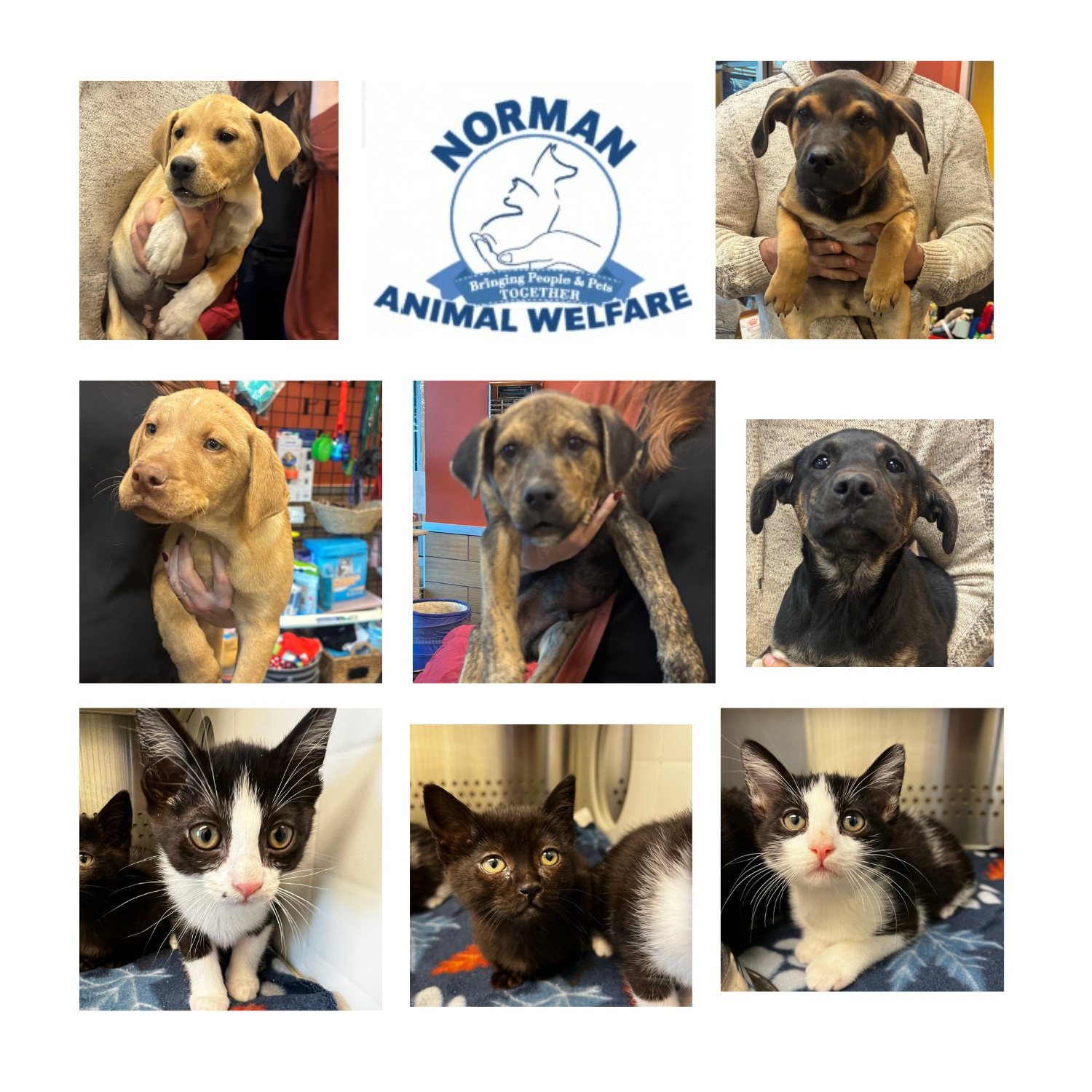 Norman Animal Welfare added a new... - Norman Animal Welfare