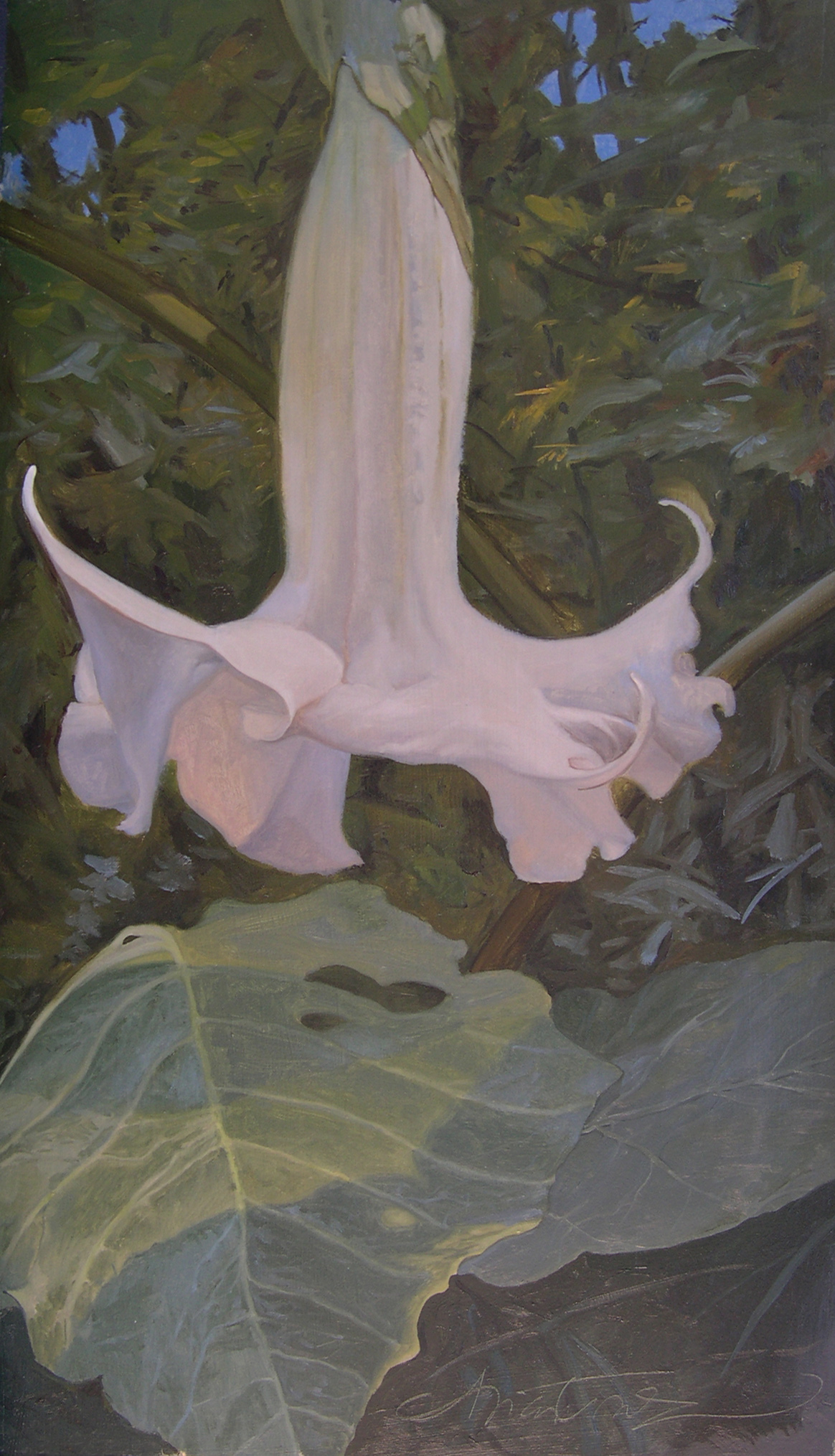F15号】 Angel's trumpet油画 油彩 oil painting F15号】 Angel's