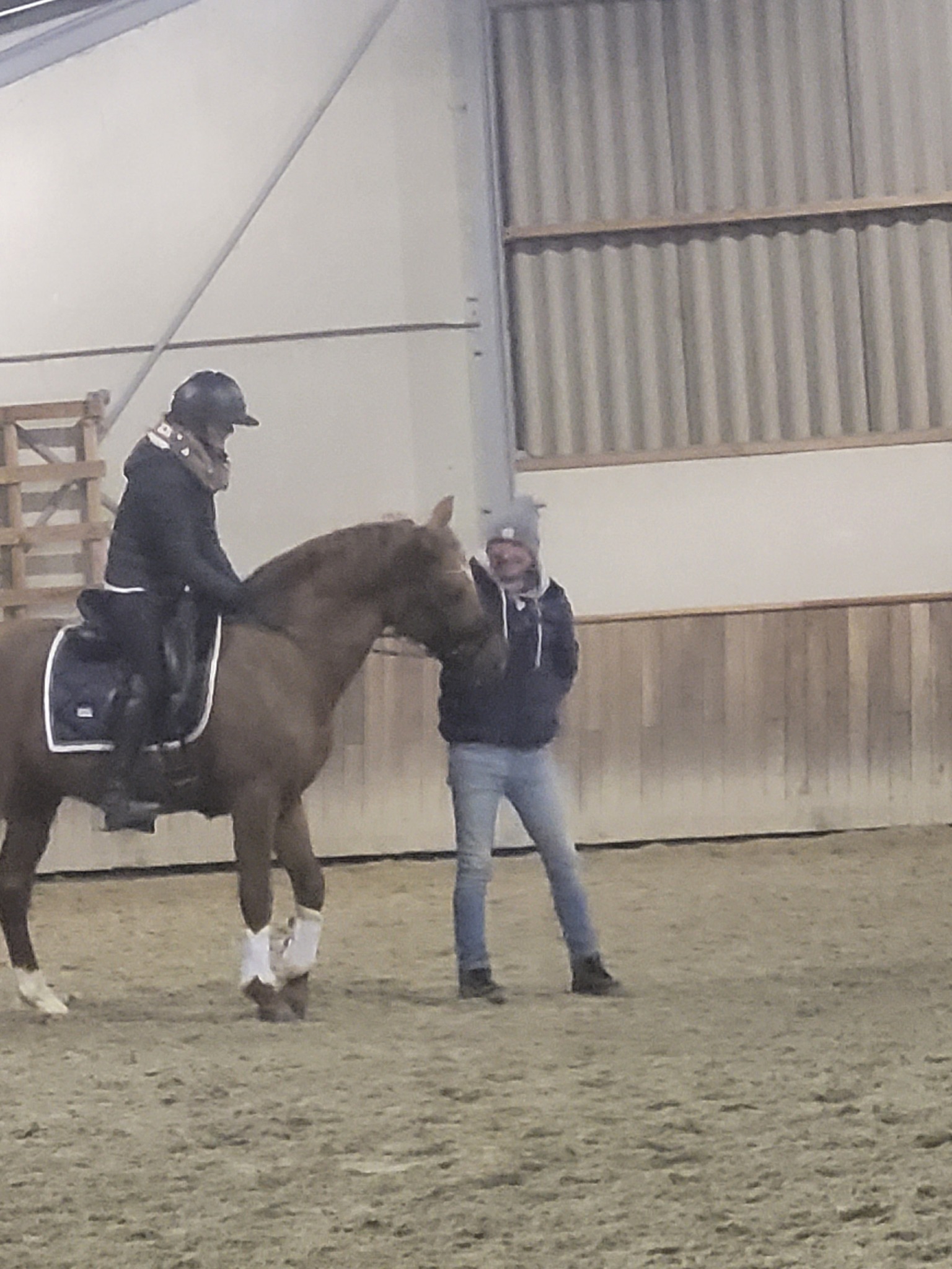 stal-meet-our-new-family-member-nono-mare-secret-x-united-x-ferro