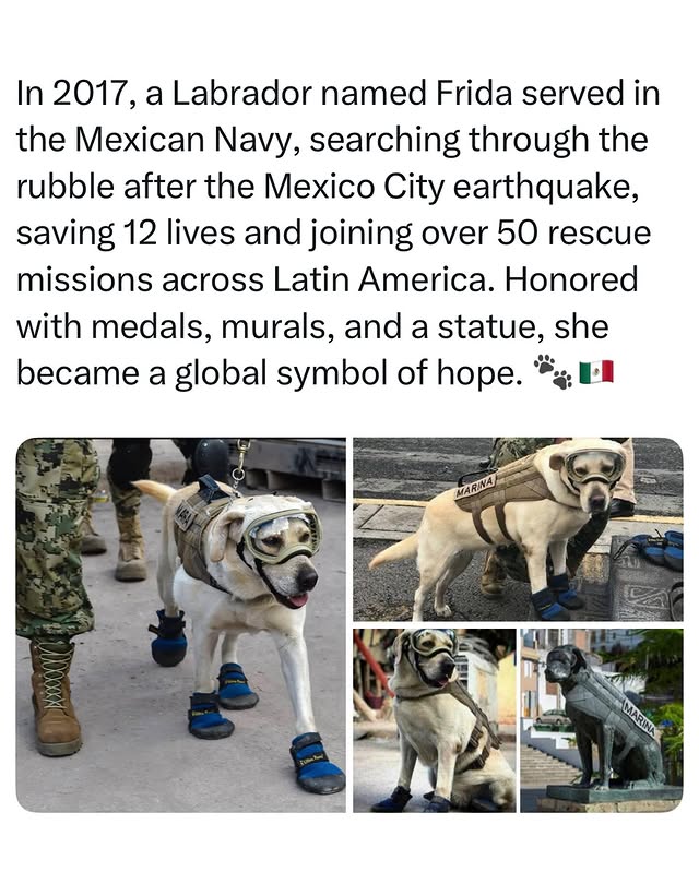 Mexican - Frida, a Labrador Retriever from Mexico’s naval search and ...