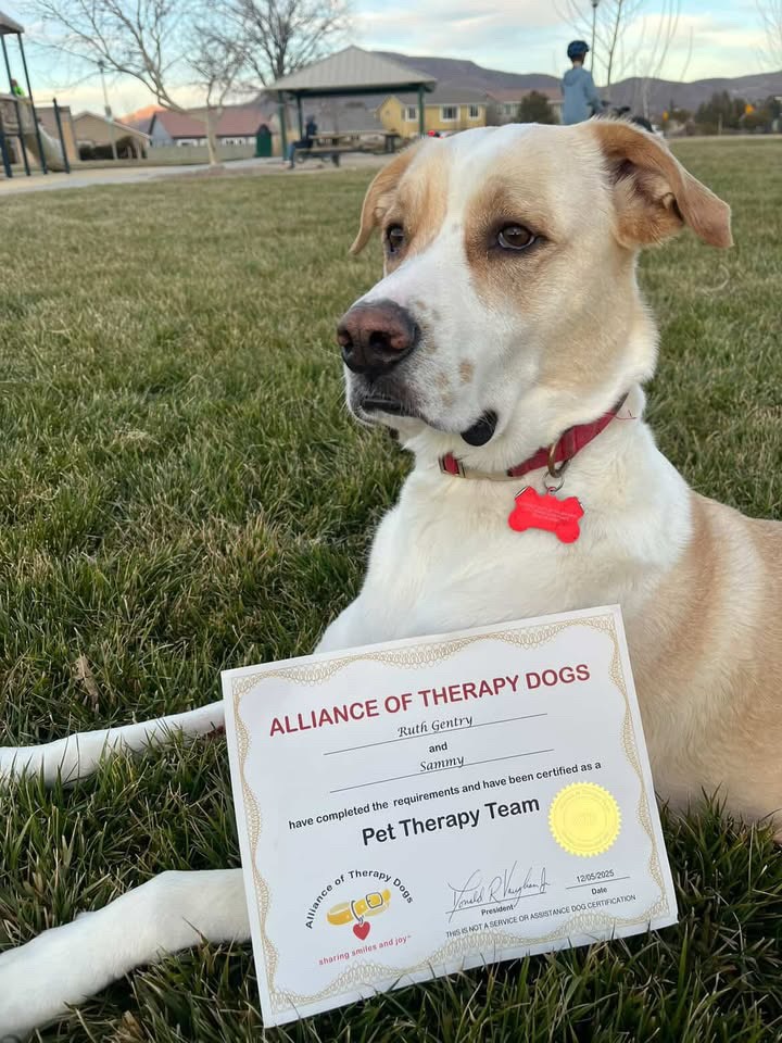 Our Town Reno - « Sammy was abandoned to die as a puppy... | Facebook
