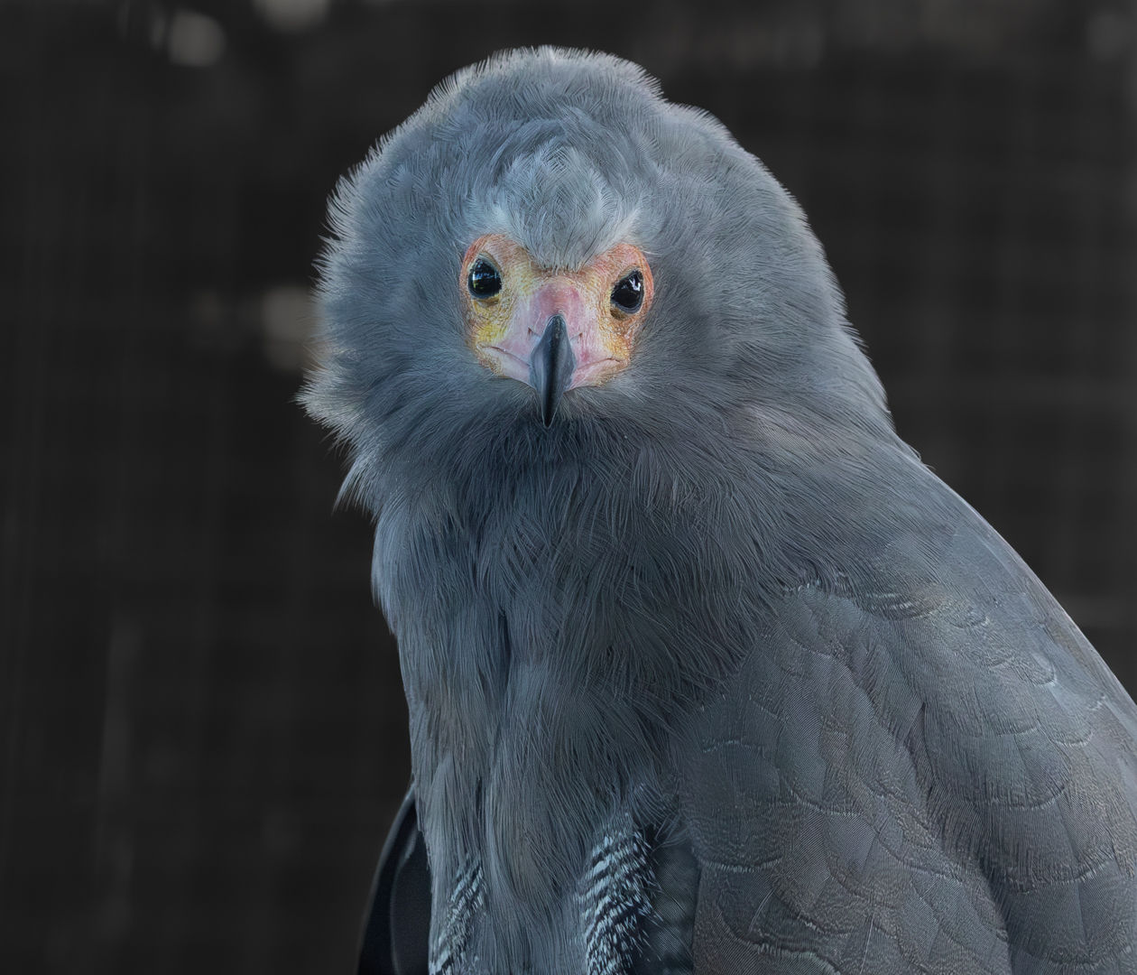 African Raptor Centre | Camperdown