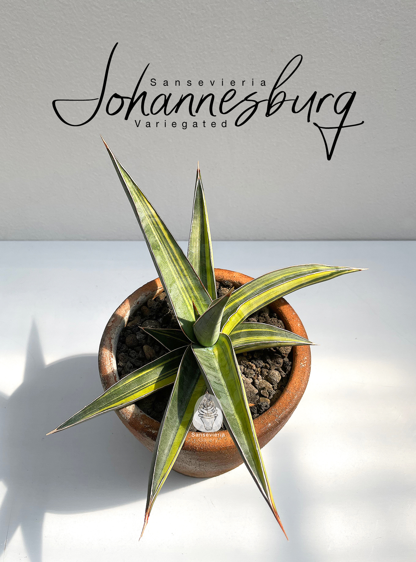 Sansevieria Johannesburg variegated #Sansevieria #對生葉序
