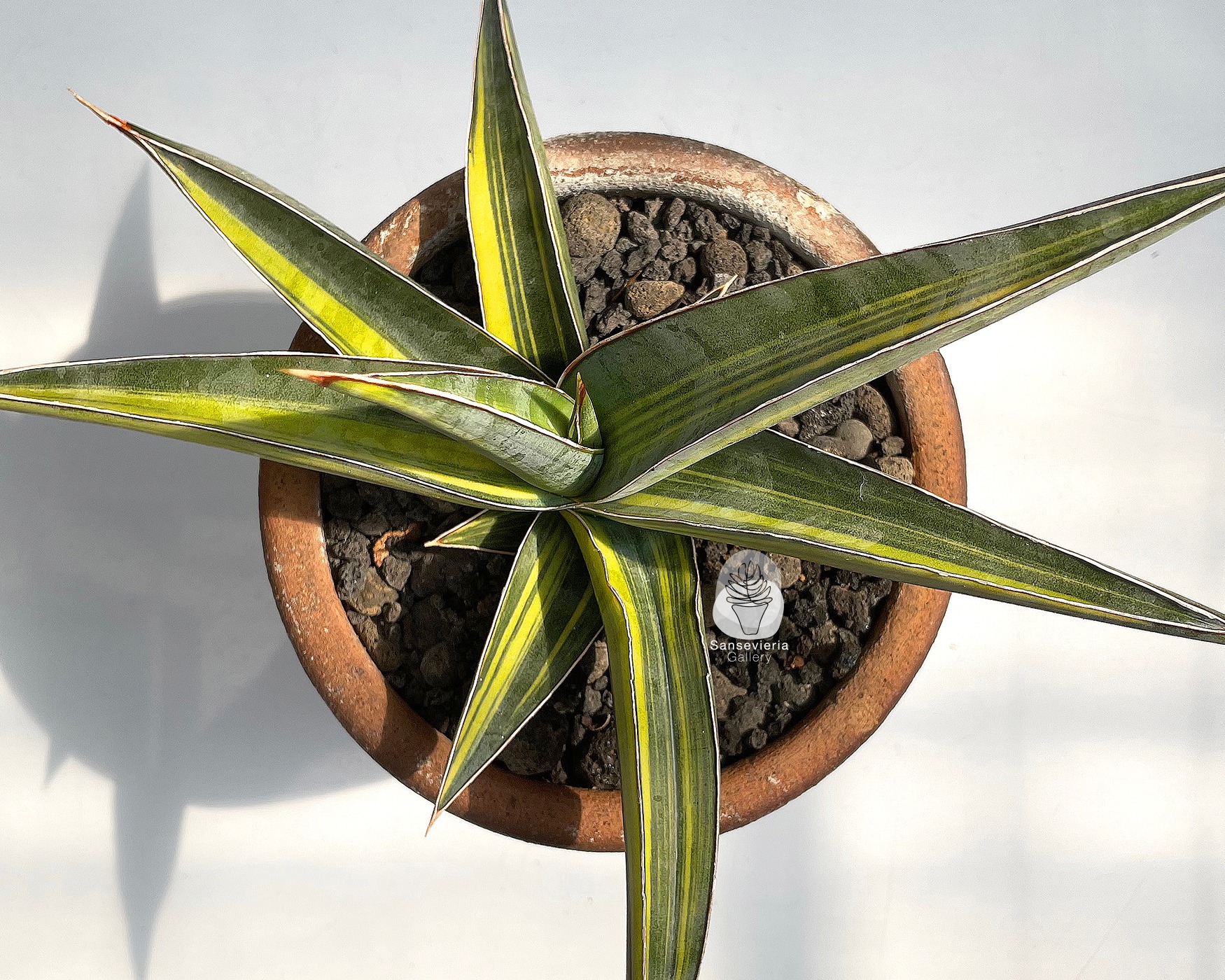 Sansevieria Johannesburg variegated #Sansevieria #對生葉序