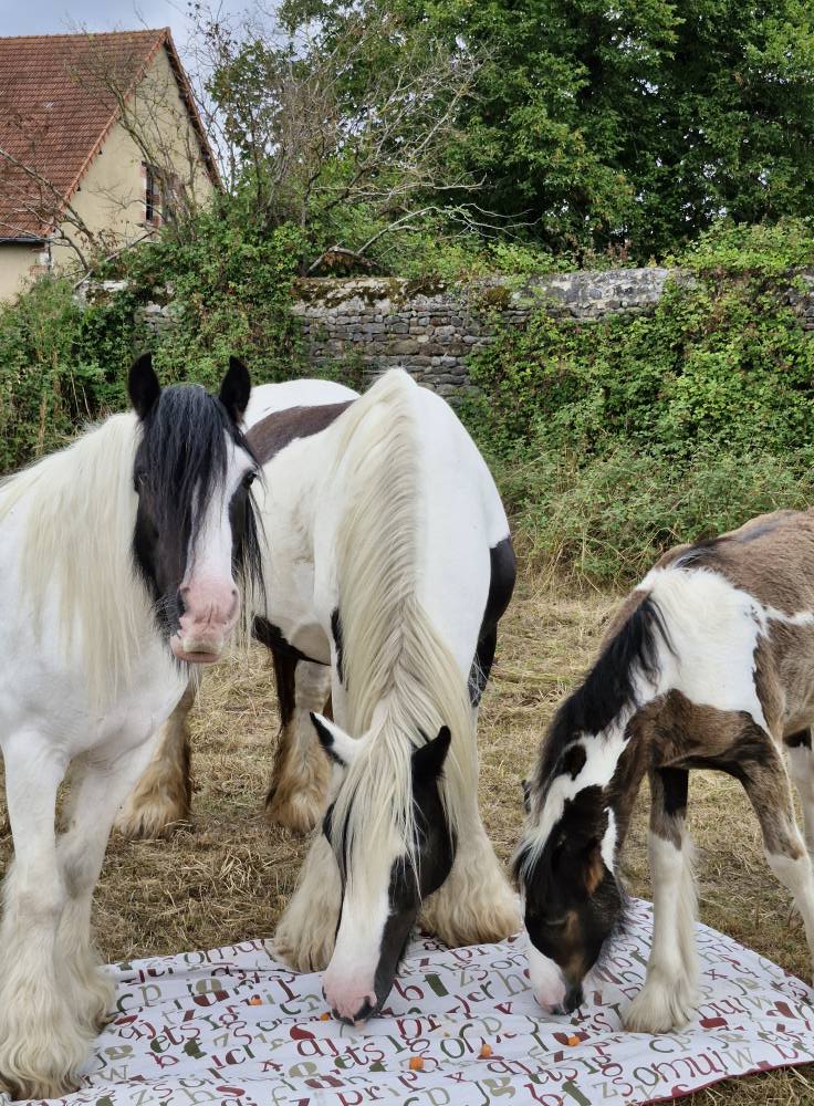les-irish-de-la-borderie-levage-d-irish-cob-traditionnels-bourg
