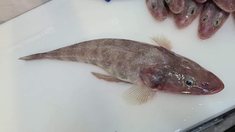 Southwestern - AVAILABLE BUNBURY TODAY🐠🐟🐠🐟 FRESH 🔹Flathead 🔹Rankin Cod ...