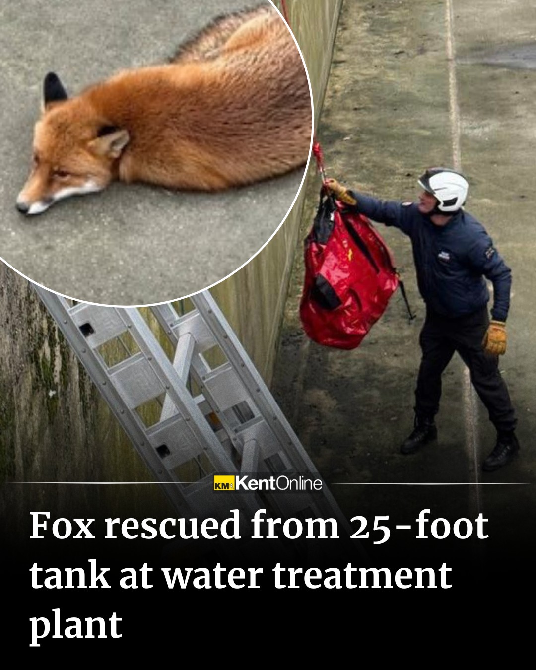 KentOnline News - The poor thing! 🦊 | Facebook