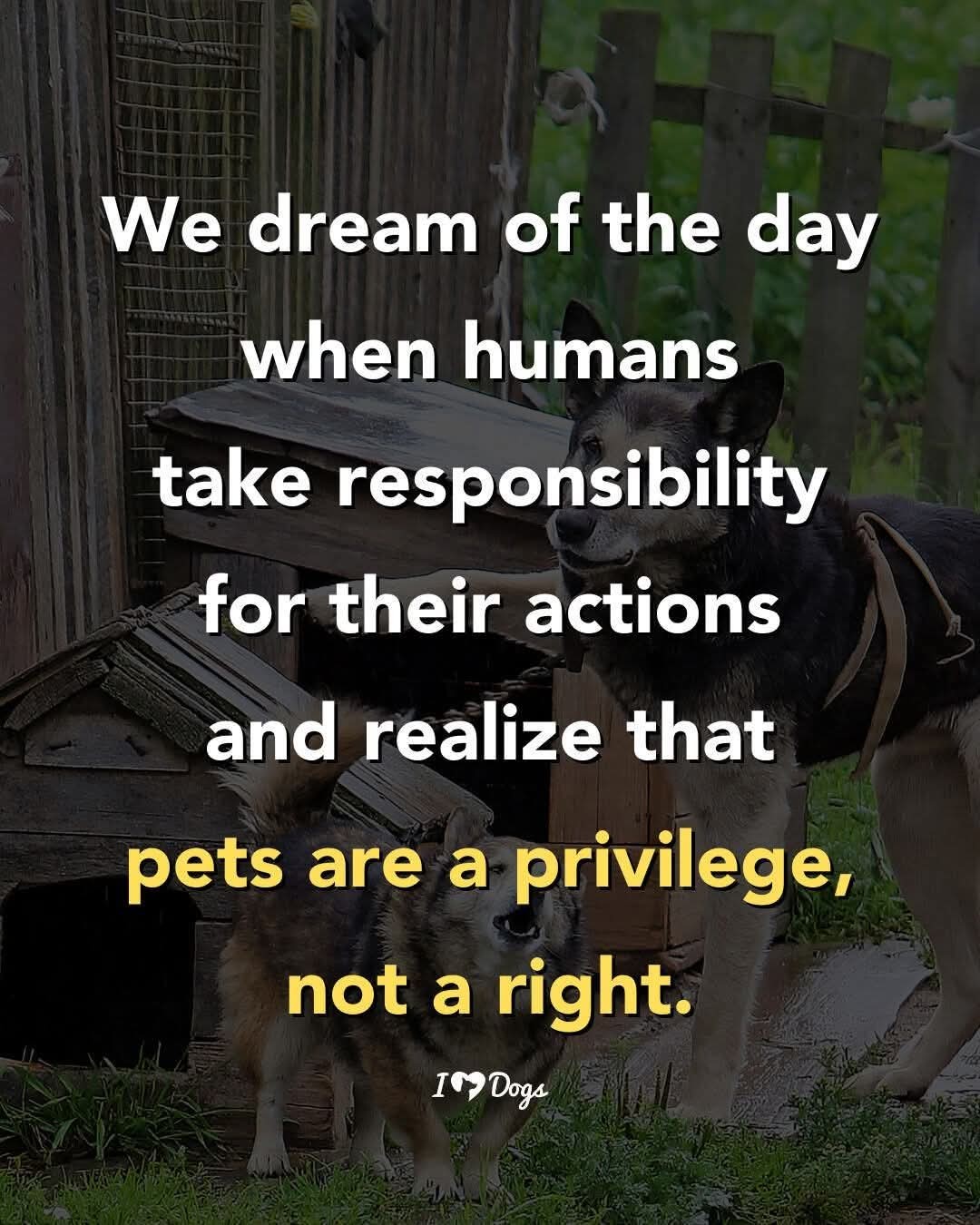 We dream of the day when humans... - Pet Angel Foundation | Facebook