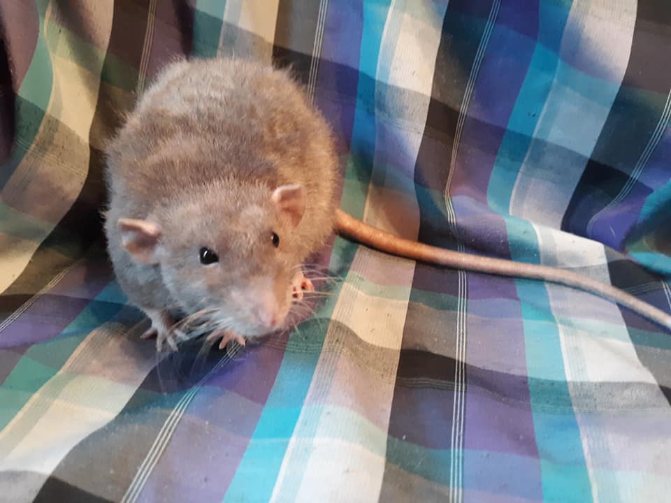 Mac Ratteryhome