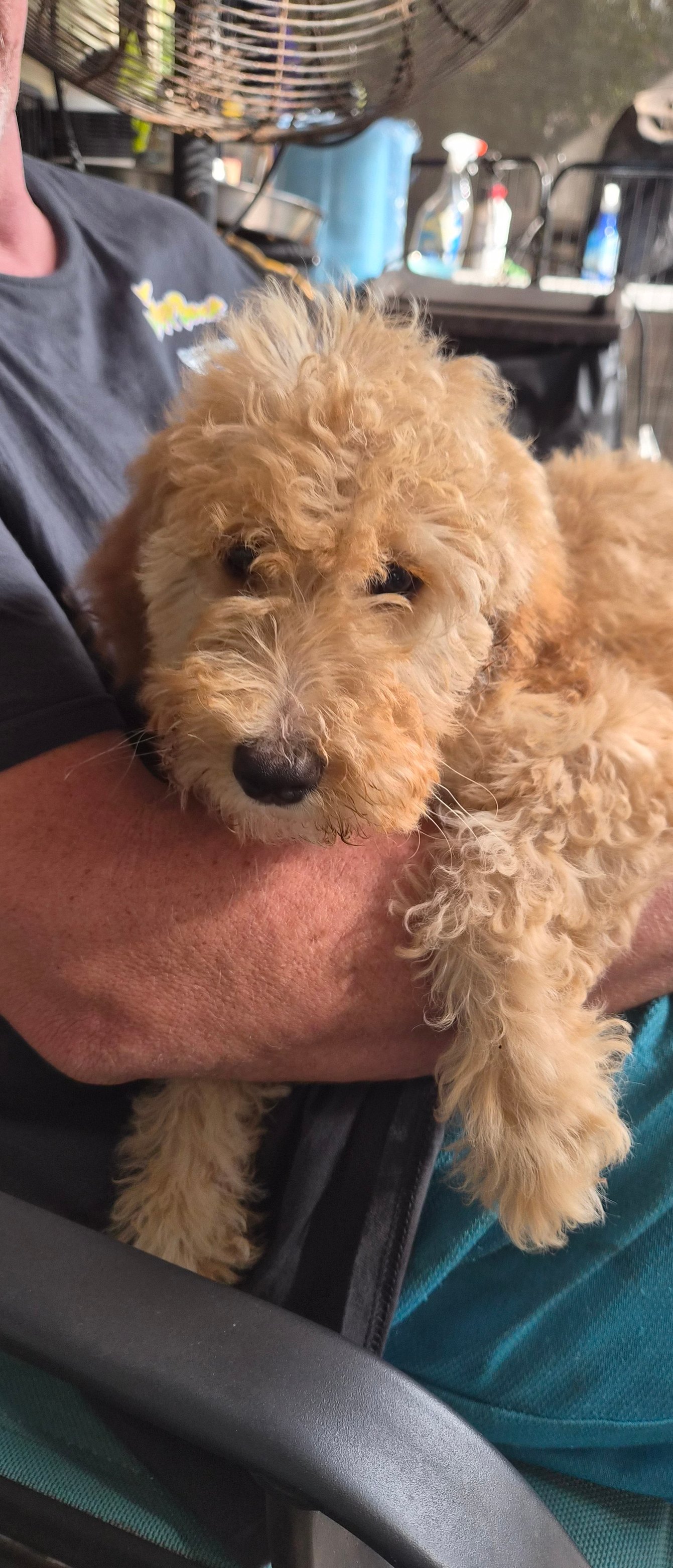 Golden feather farm of Doodles and Poodles