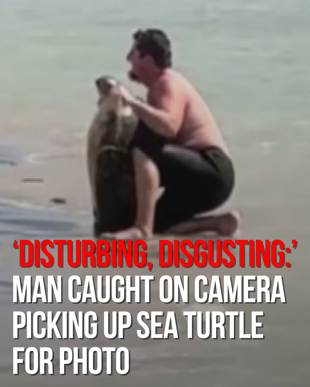 WLBT - A video of a man seen picking up a honu, a Hawaiian green sea ...
