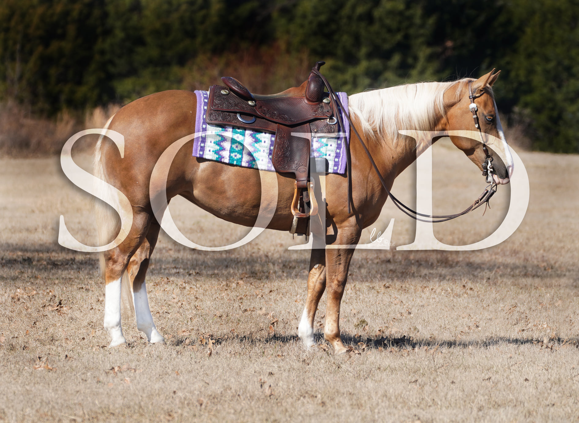 LB Equine, LLC - The stars aligned just right for this...