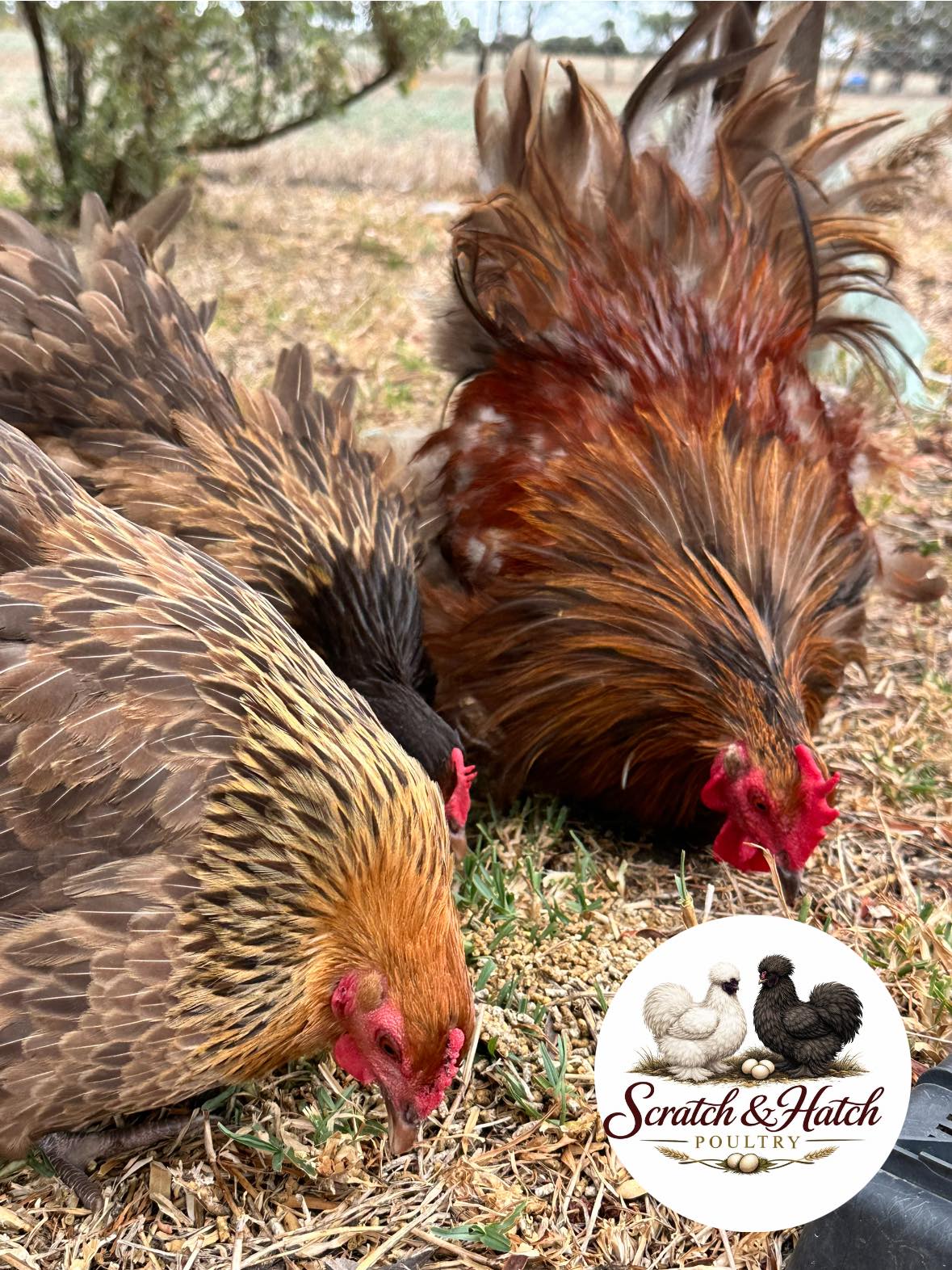 Experimental babies for this... - Scratch & Hatch Poultry | Facebook