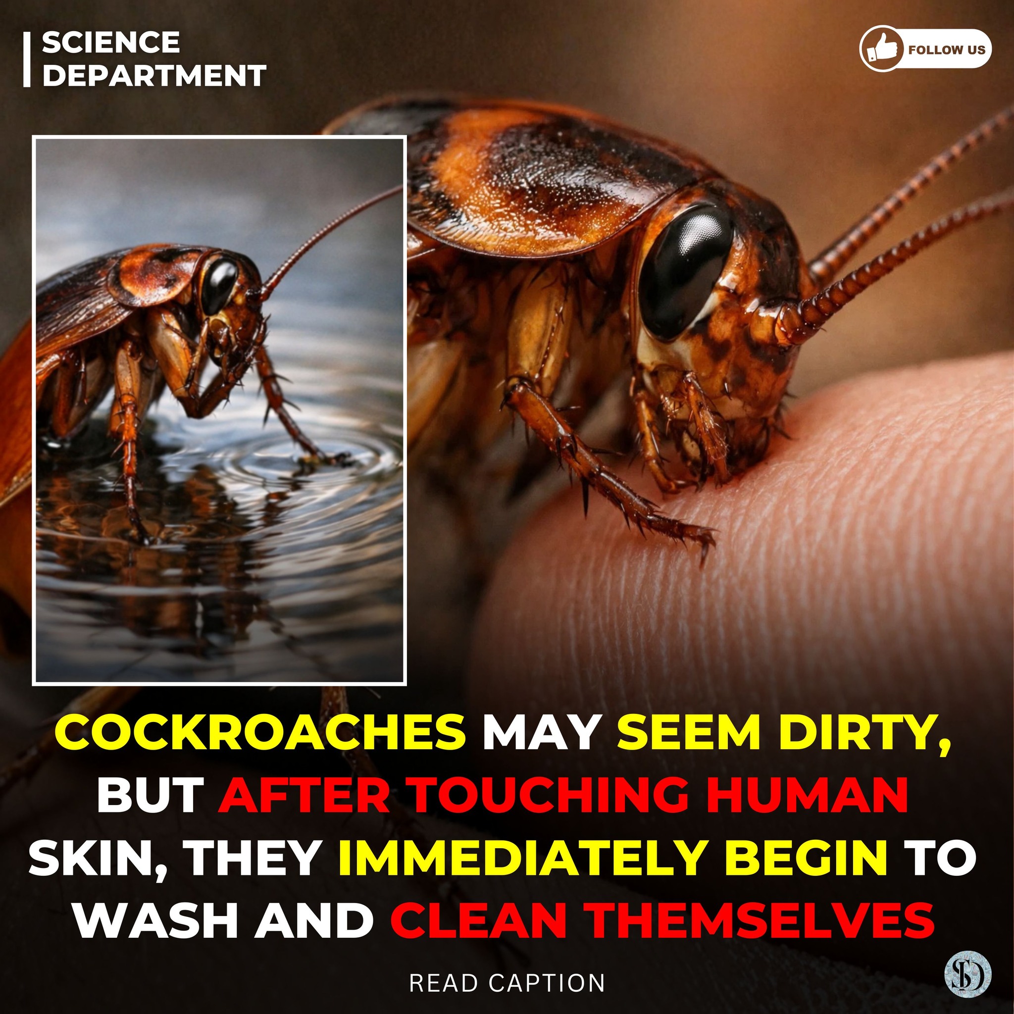 Science - Entomological studies reveal that cockroaches regularly groom ...