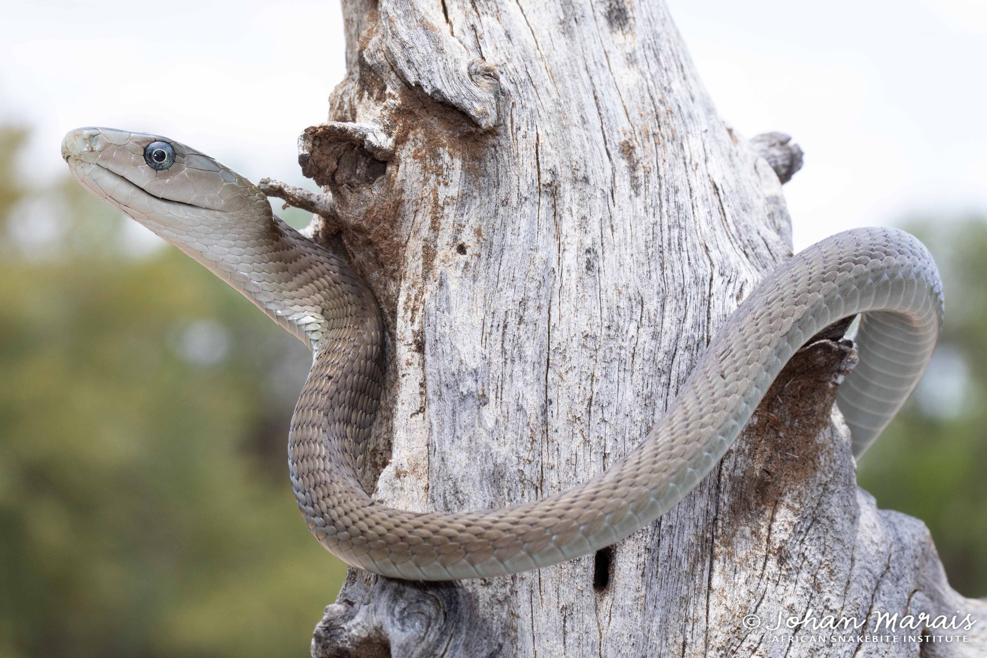 African - Juvenile Black Mamba (Dendroaspis polylepis) from Blyde ...