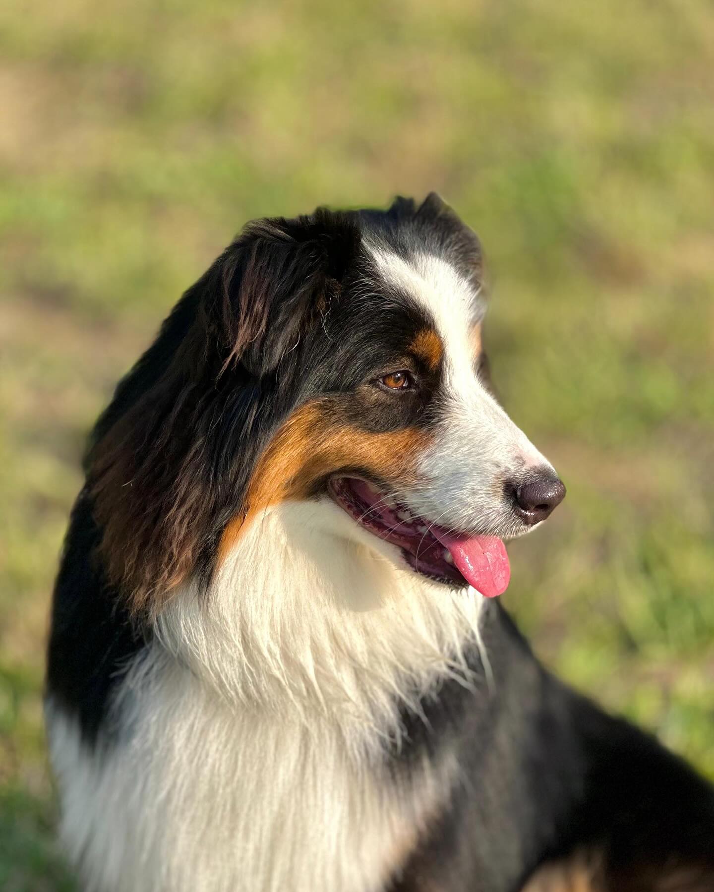 IL... - IL CAMPO RANCH - Allevamento Australian Shepherd