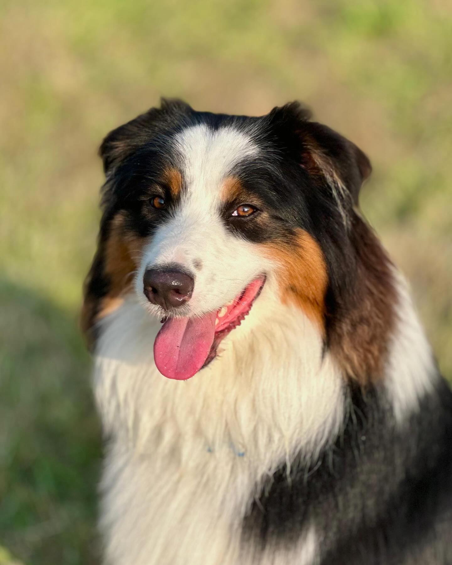 IL... - IL CAMPO RANCH - Allevamento Australian Shepherd