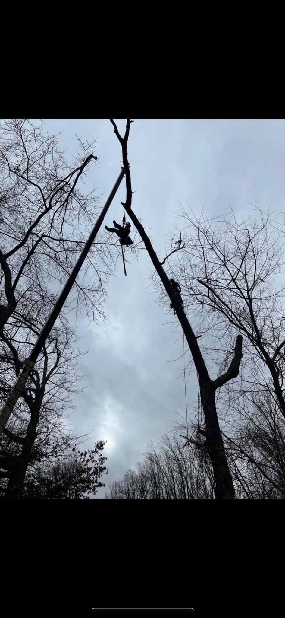 2.0 HarborSide Tree Service & Landsacping, | Baltimore MD