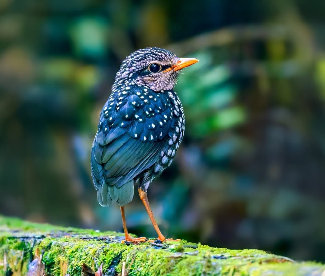 Wondershots - Rusty-naped Pitta. Juvenile. The bird in the image is a ...