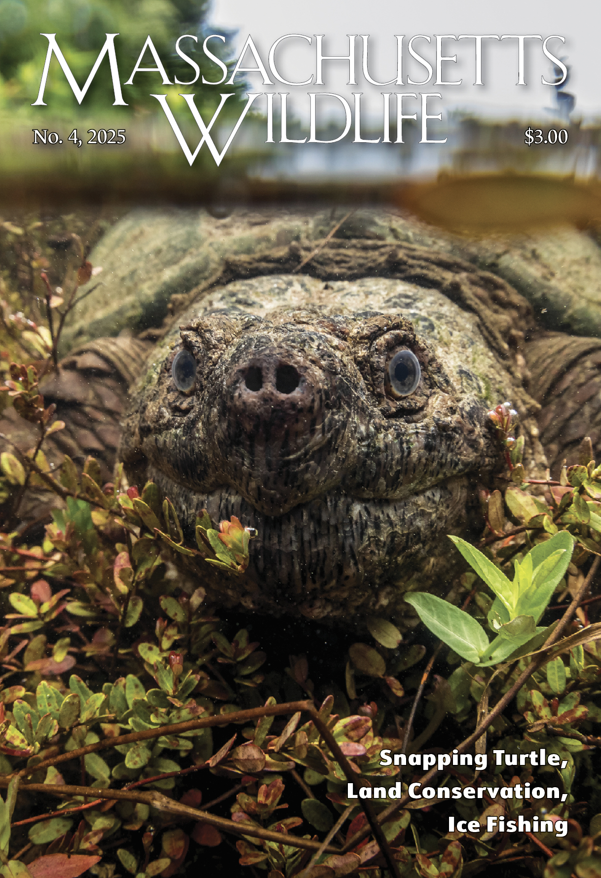 Has the... - Massachusetts Division of Fisheries & Wildlife | Facebook