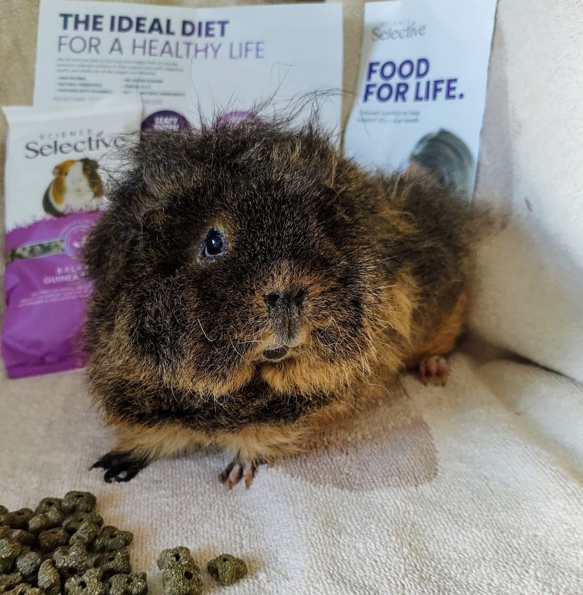 Guinea Pig Welfare Photo Inspiration