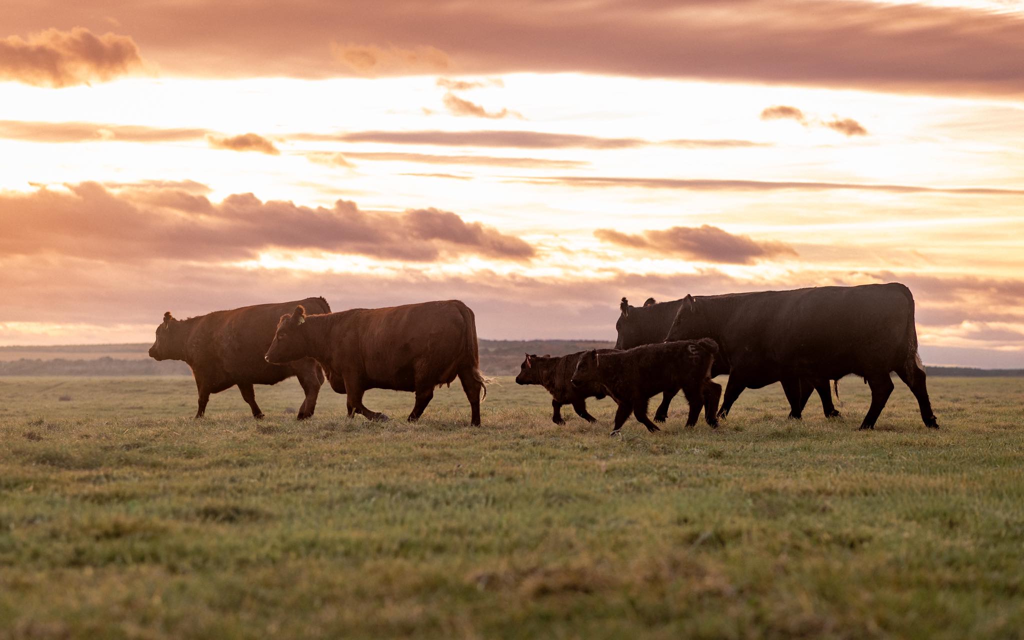 Emert Hay and Livestock | Echo OR