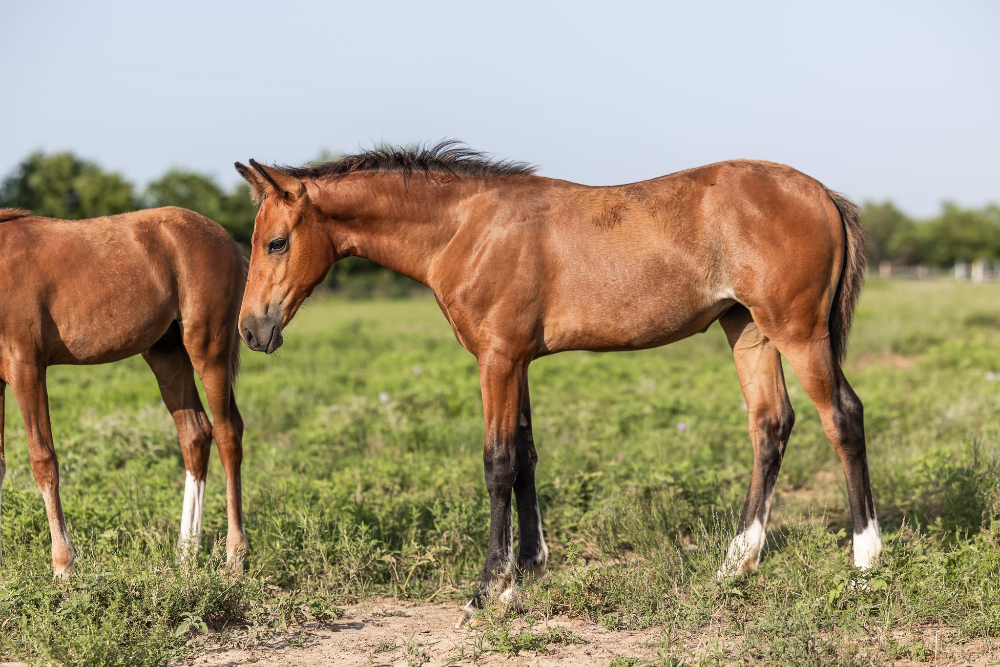 Kickapoo Ponies Texas added a new... - Kickapoo Ponies Texas