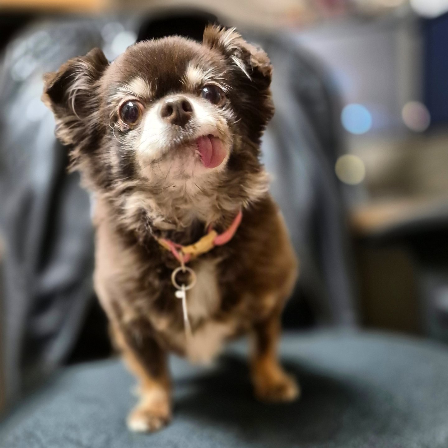 Save Me Rescue - Annie joined her foster mom at the office... | Facebook