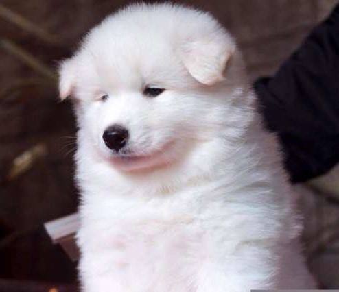 The Pet Expert - AMAZING SAMOYED Puppies Coming Soon To...