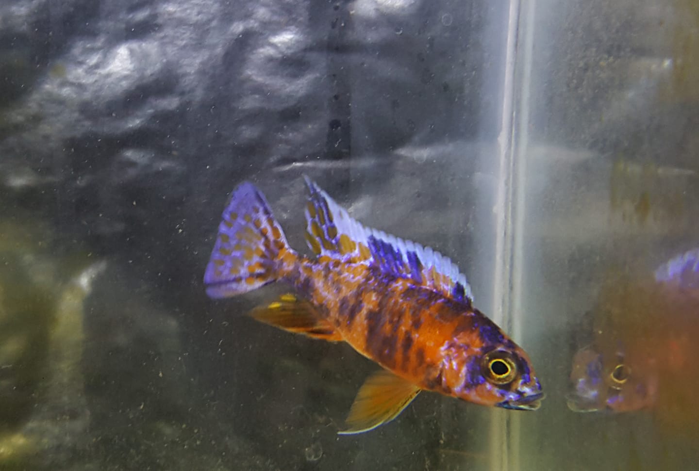Aquarium solutions | Las Piedras