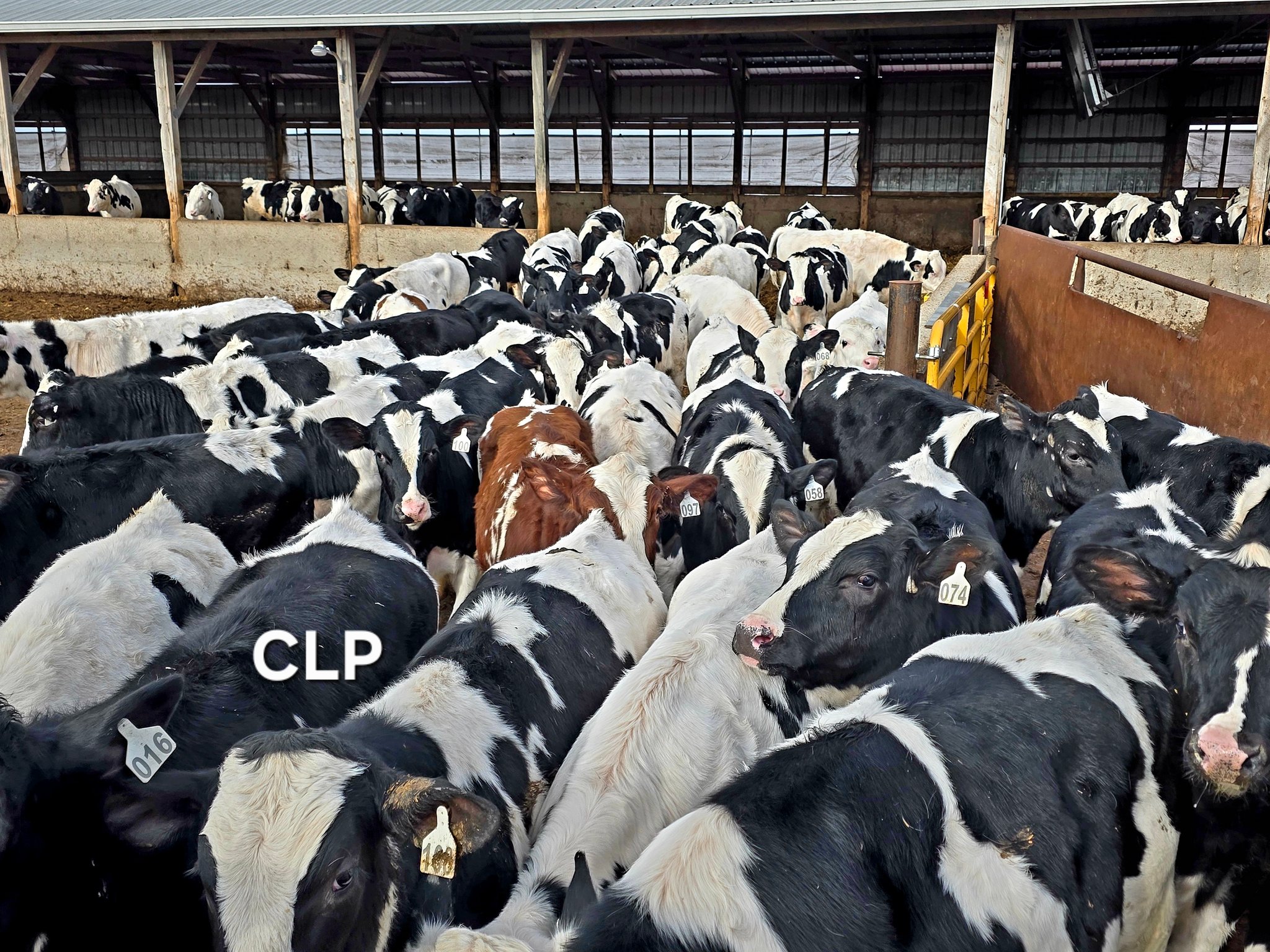 BLOOMINGTON LIVESTOCK EXCHANGE RLS BLOOMINGTON WI HOLSTEIN / ANG X