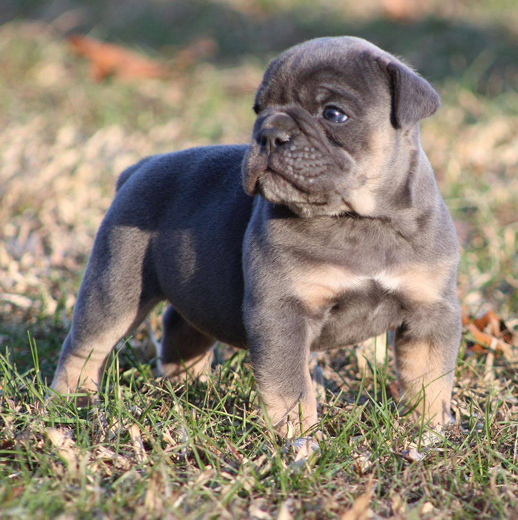Rio Bravo... - Rio Bravo Bulldogs - Olde English Bulldogges