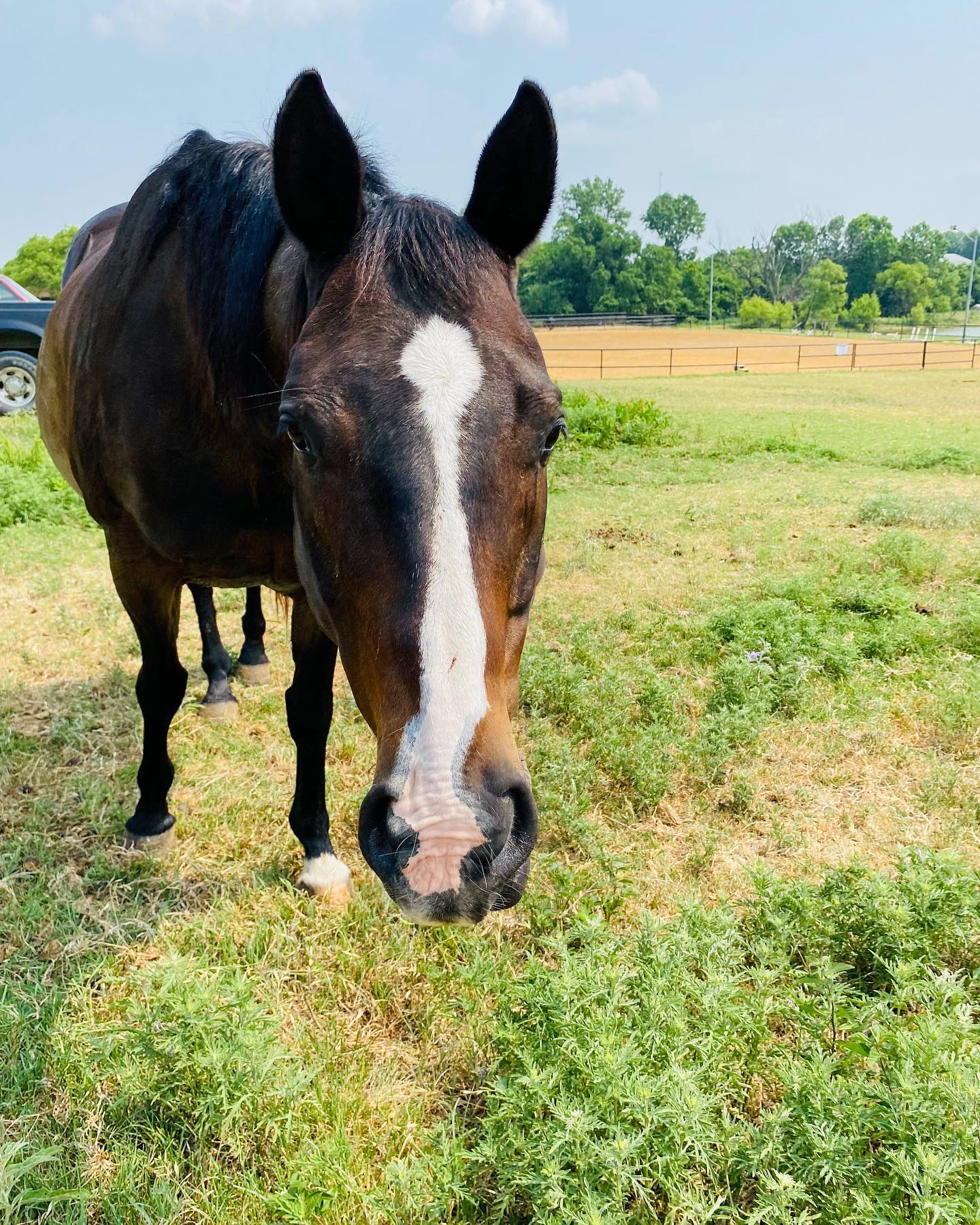 Lobos Horse Ranch & Stables | Mansfield TX