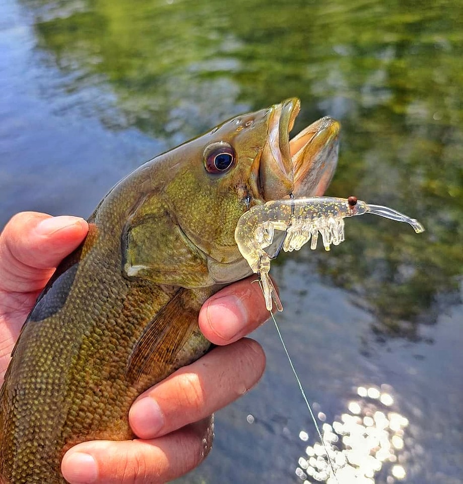 catch fish silver hook Fishing Remover Tool, Spring-Loaded Stainless Steel Hook Extractor with Non-Slip Grip for and Release, Essential Angling Gear for Bass Trout Panfish : Sports & Outdoors Bass Popper - Yellow Nickel hooks Type_Circle Hooks Available for:225GPH-850L