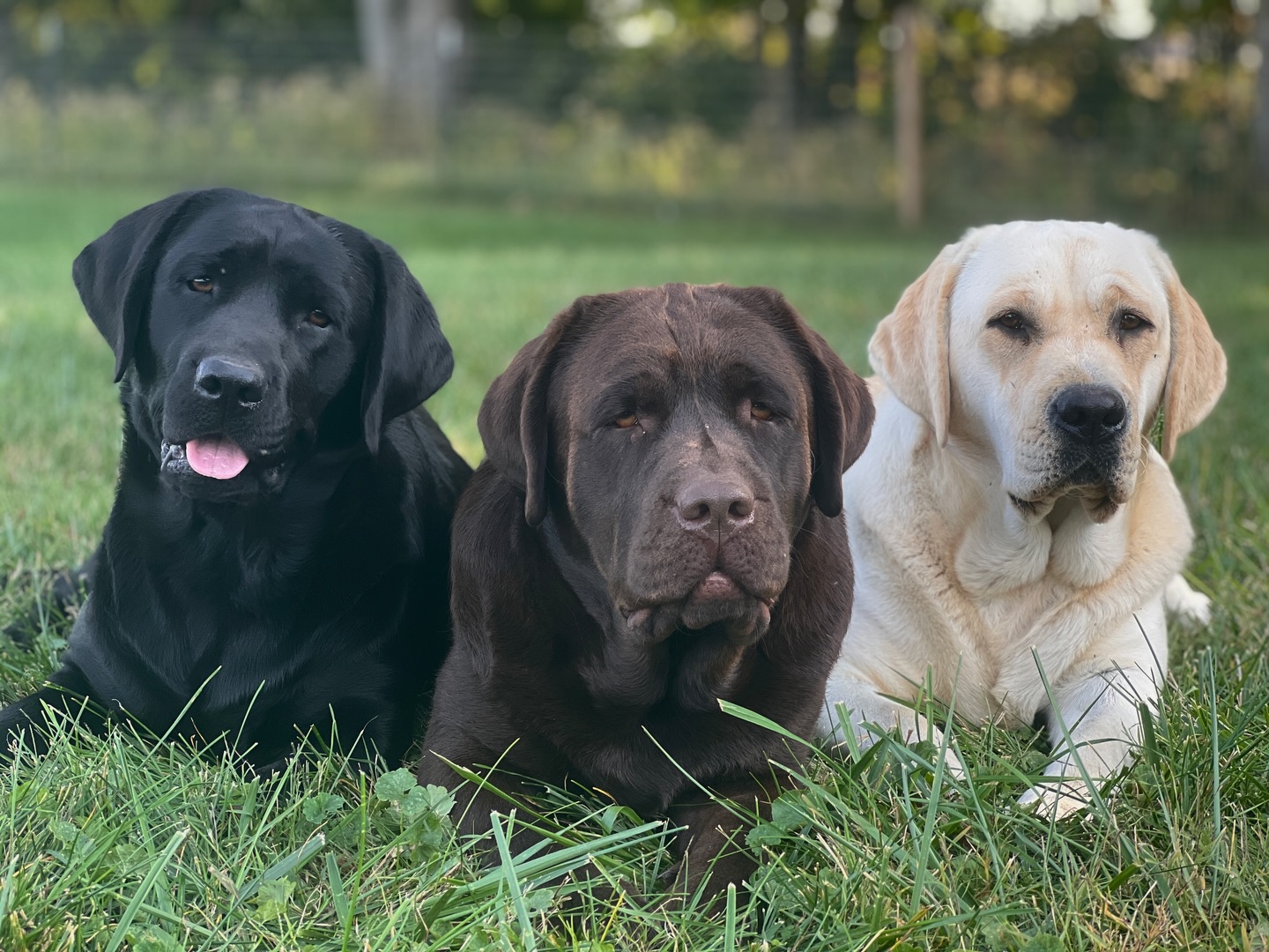 Big - How many dogs do you have and why? What's the maximum amount of ...