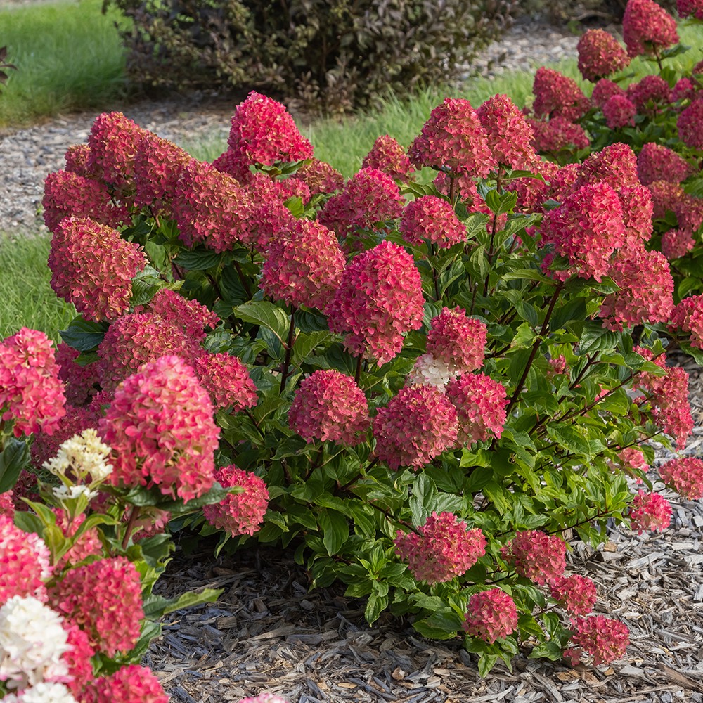 First - Spring Sizzle® Panicle Hydrangea is up for a Green Thumb Award ...