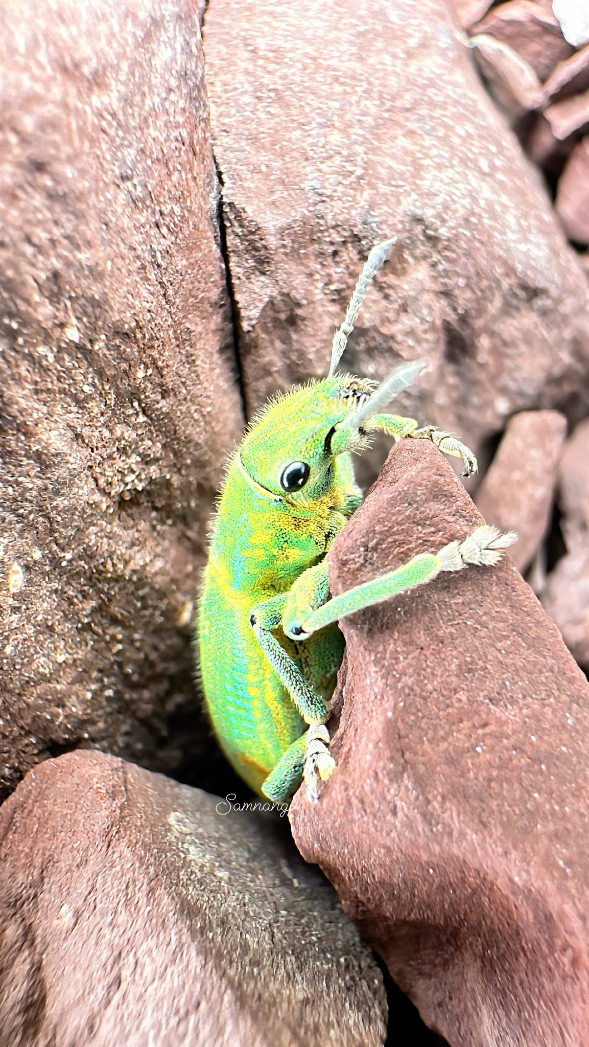 Blue-green Citrus Root Weevil 🪲🐞🪲