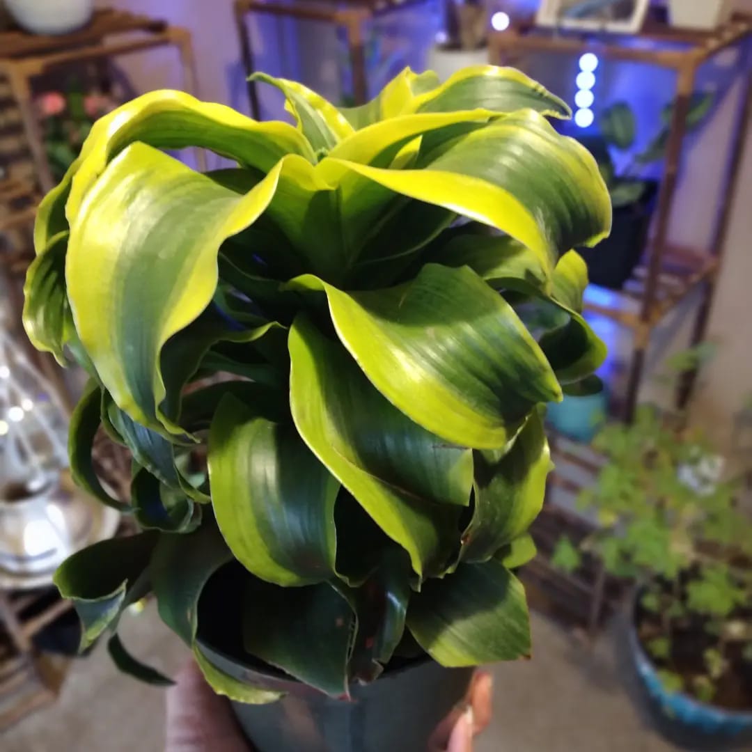 What are care tips for a Dracaena Tornado plant in a desert home?