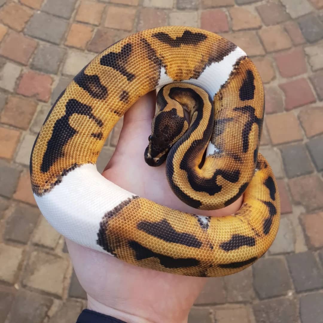 Ball Pythons For Sale Near Me