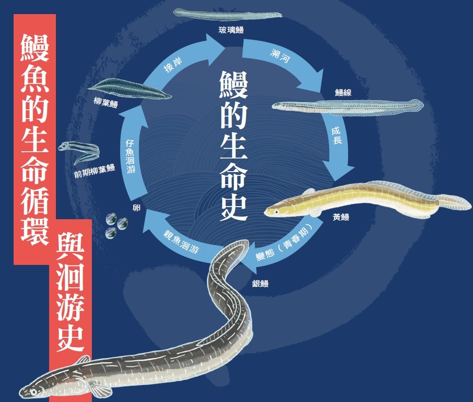 農傳媒 - 【由海上陸，復歸大海：鰻魚的生命循環】 全世界共有𝟣𝟫種淡水鰻，牠們在生物學分類上都是鰻鱺屬（𝘈𝘯𝘨𝘶𝘪𝘭𝘭𝘢），其中製作鰻魚飯所 ...