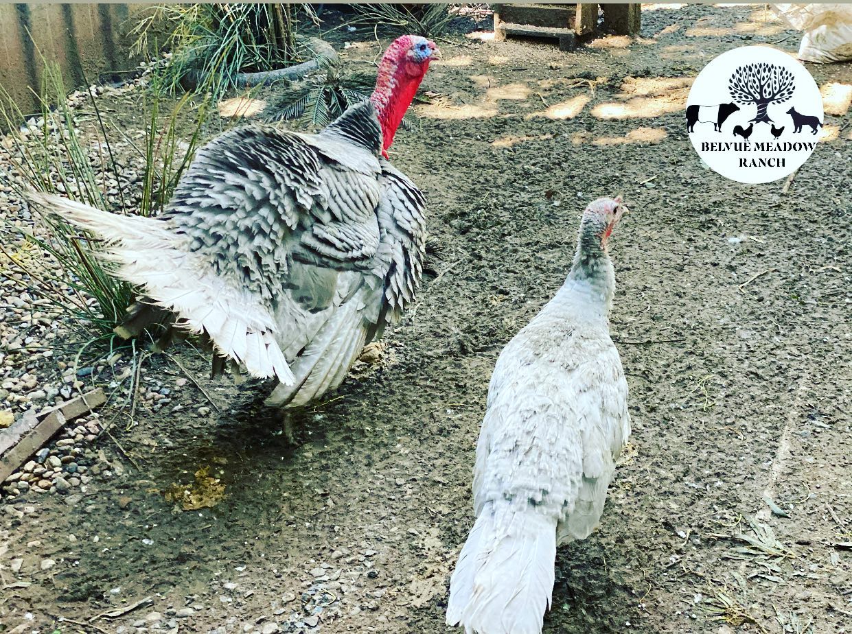Belvue Ranch - Our pair of slate turkeys that run with our...