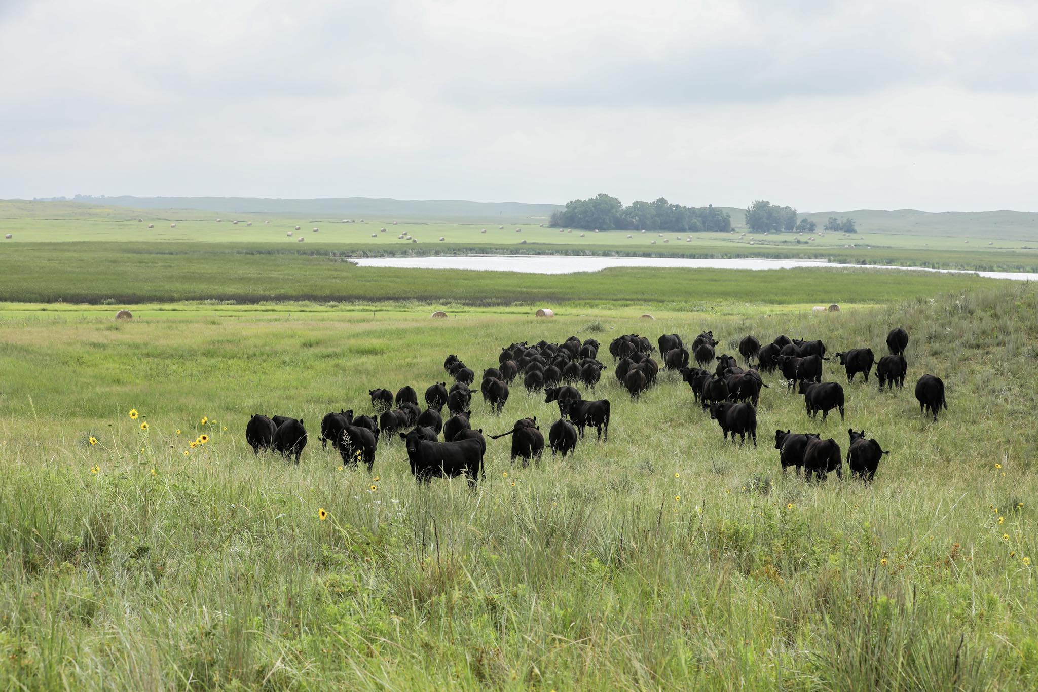 Smith Angus Ranch | Bassett NE