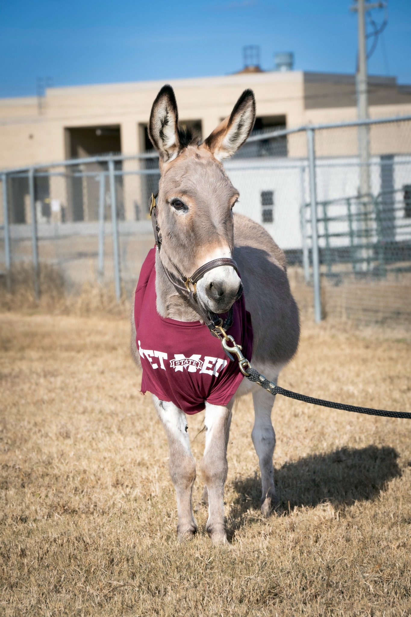 Rocking R Ranch and... - Rocking R Ranch and Rescue, Inc.