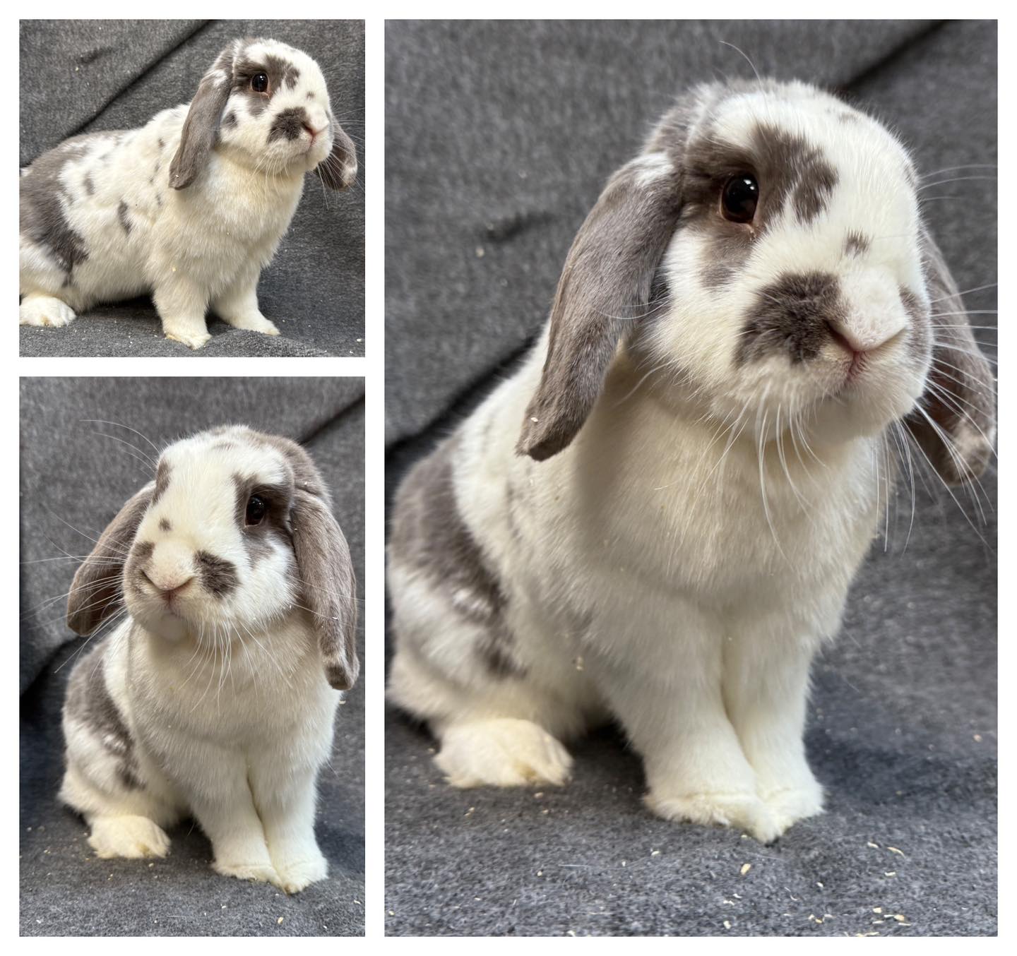 Montgomery - Update: Stewart was adopted. Someone threw Stewart away ...