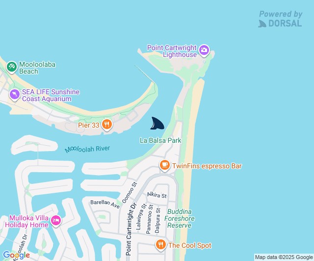 Dorsal - Public Shark Report: QLD - LA BALSA. 14:00, 28 Dec 25, 2.5m ...