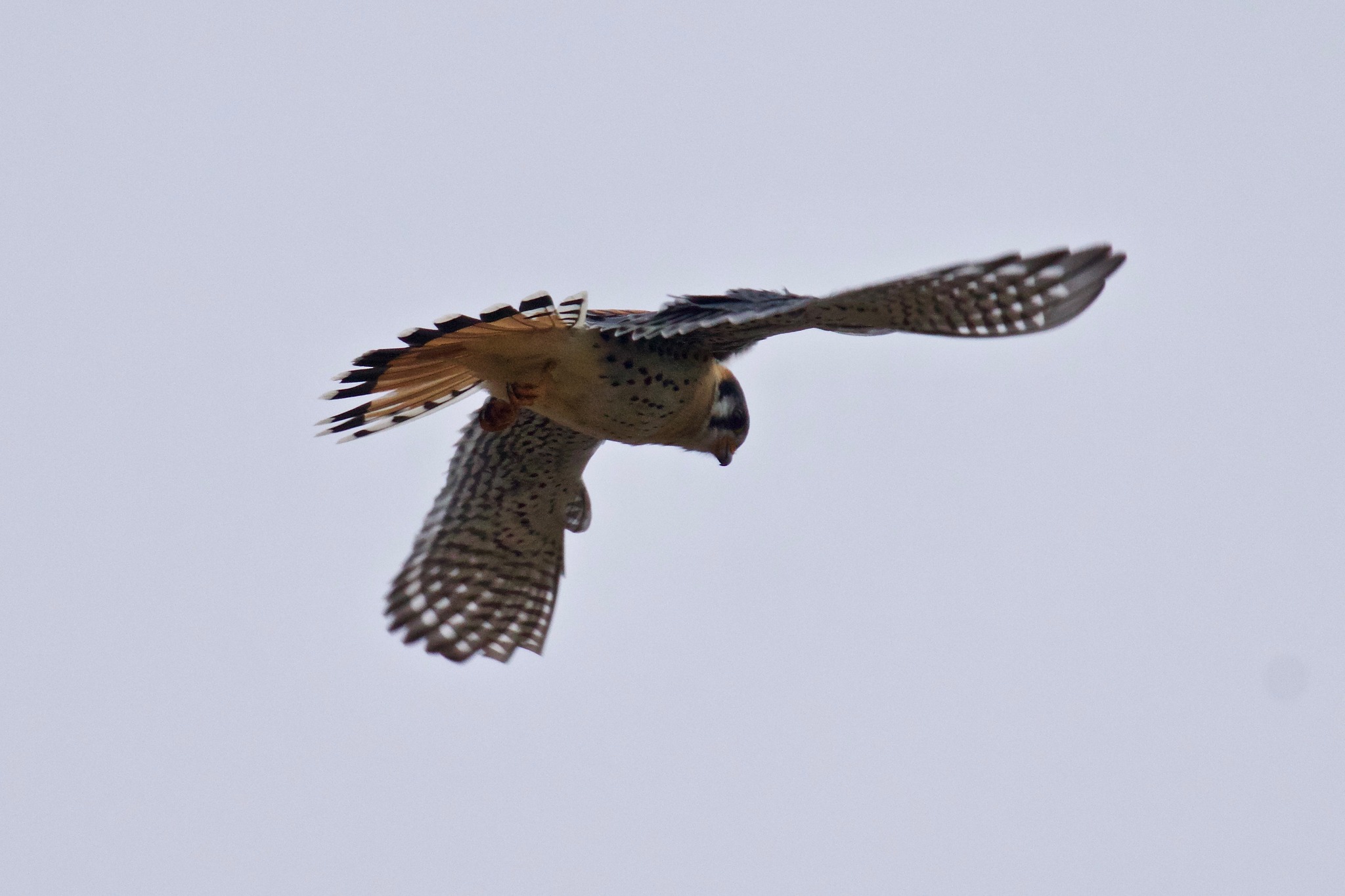 Bread and other... - Valley Forge Audubon Society | Facebook