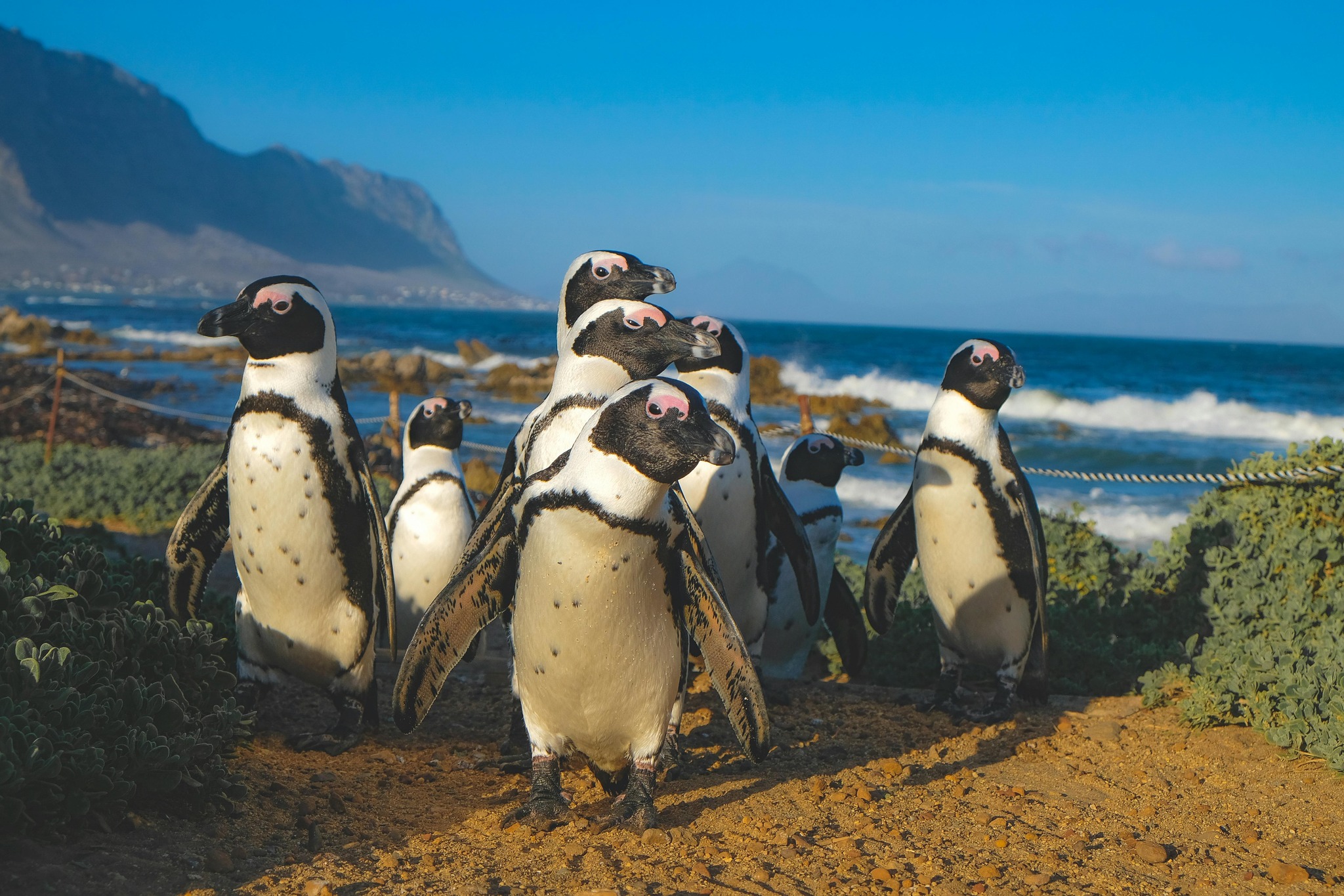 capenature-one-of-south-africa-s-most-iconic-and-beloved-coastal